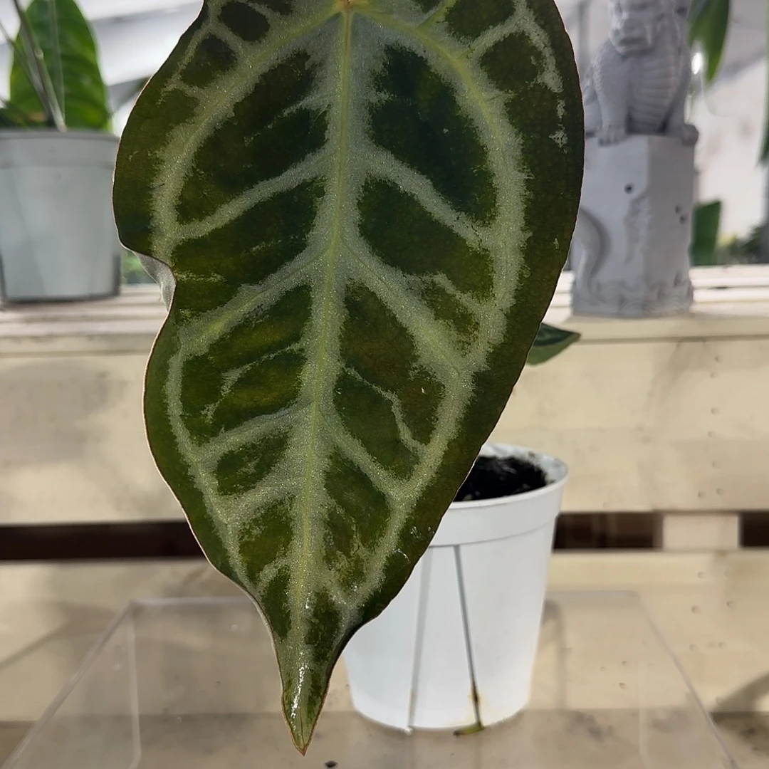 无花朵红水晶杂skg银