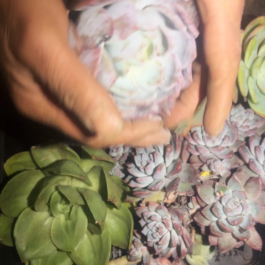 言***良多肉植物框拍一框018号