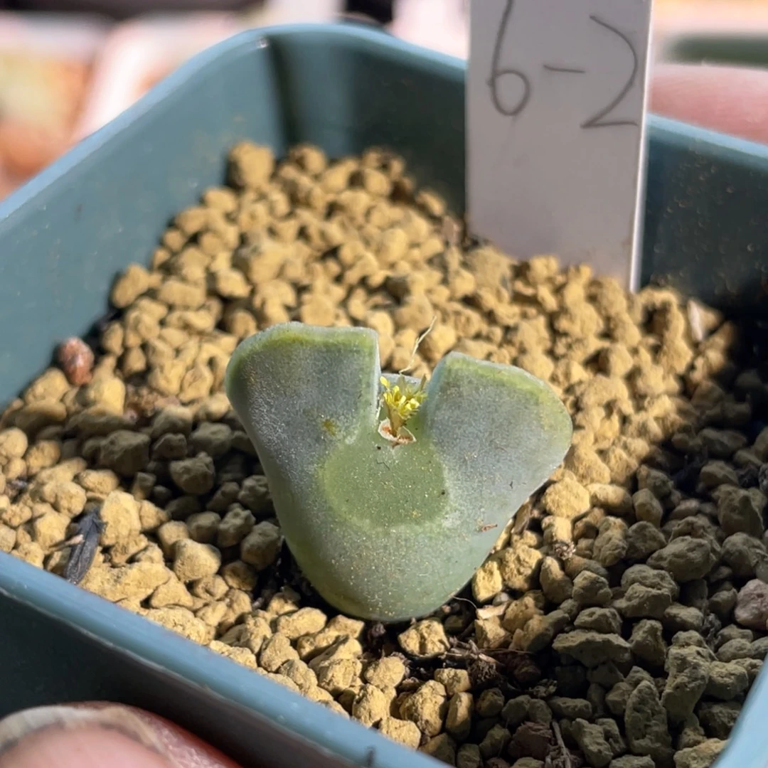 大眼空蝉植物一物一拍