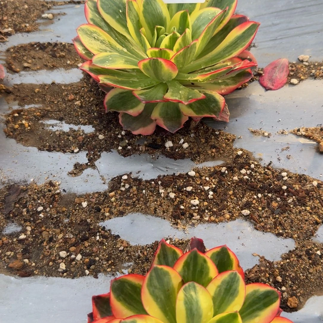 红***哥713魅金锦。多肉植物