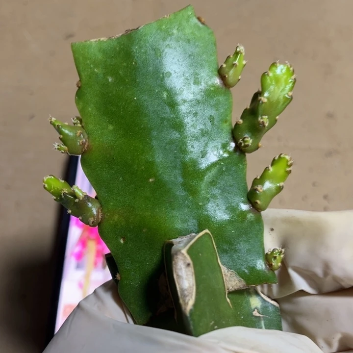 当前无花栽培后可以开花802