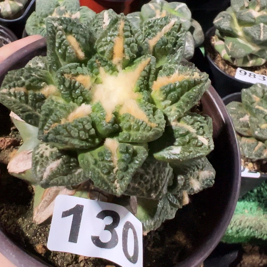 无花朵福利龟甲牡丹130