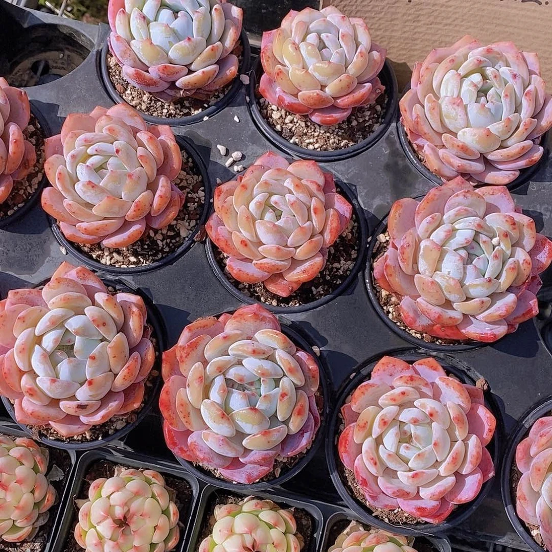 姐妹花园艺精品多肉植物-草莓橙