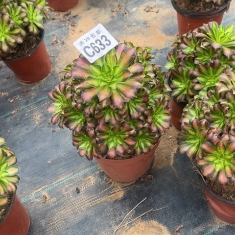 633韶华不包断枝