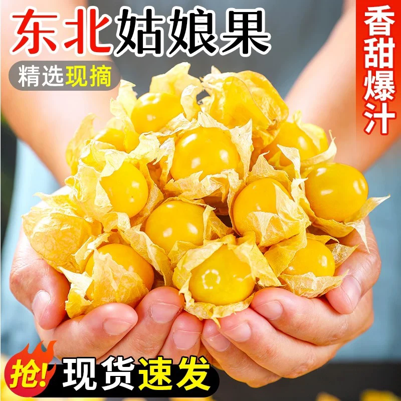 东北头茬姑娘果新鲜采摘当季清甜多汁稀有水果5斤