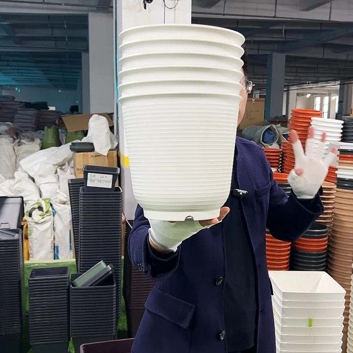 正品高陶口21高21白色6只带托