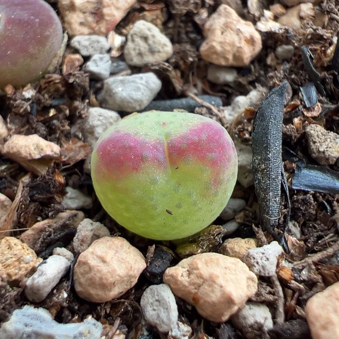 43号玉拉桃多肉多肉