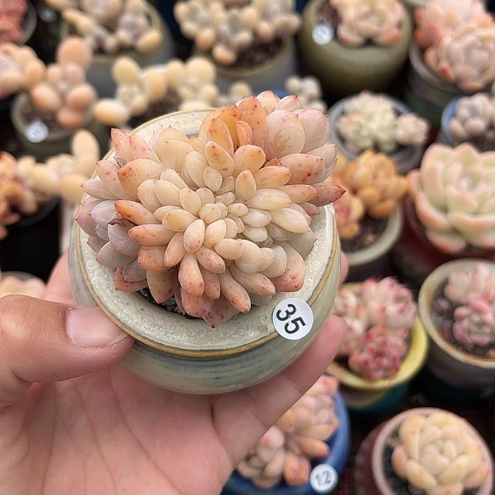 忍*一物一拍原盆原图