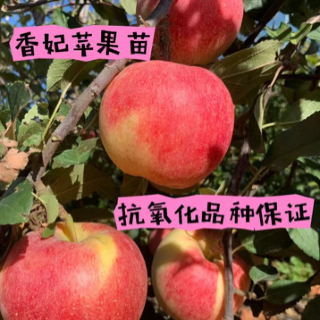 香妃苹果苗，10月下旬成熟，特别耐储存，口感脆甜
