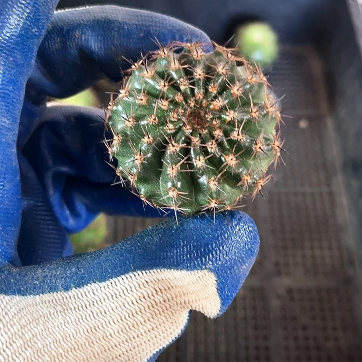 我****nG1侧芽歪4公分左右满18包邮