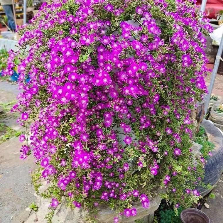荧光兔多肉植物枝干番杏绿植清仓可爱阳台室内花卉盆栽开花