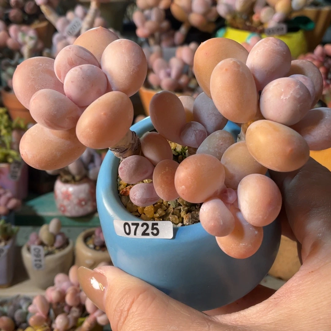 顽***主多肉植物的生长发育和生长发育都