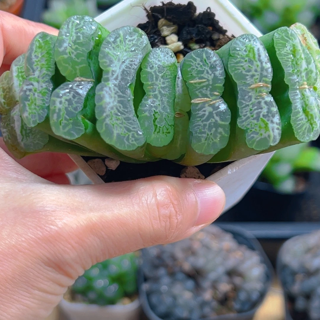 长乐母本玉露多肉多肉