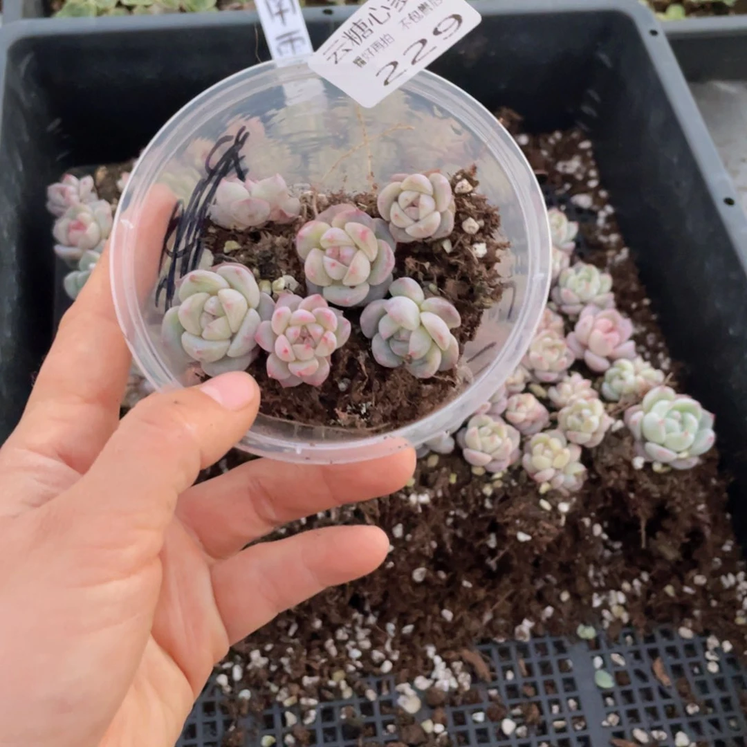 云糖心多肉植物229