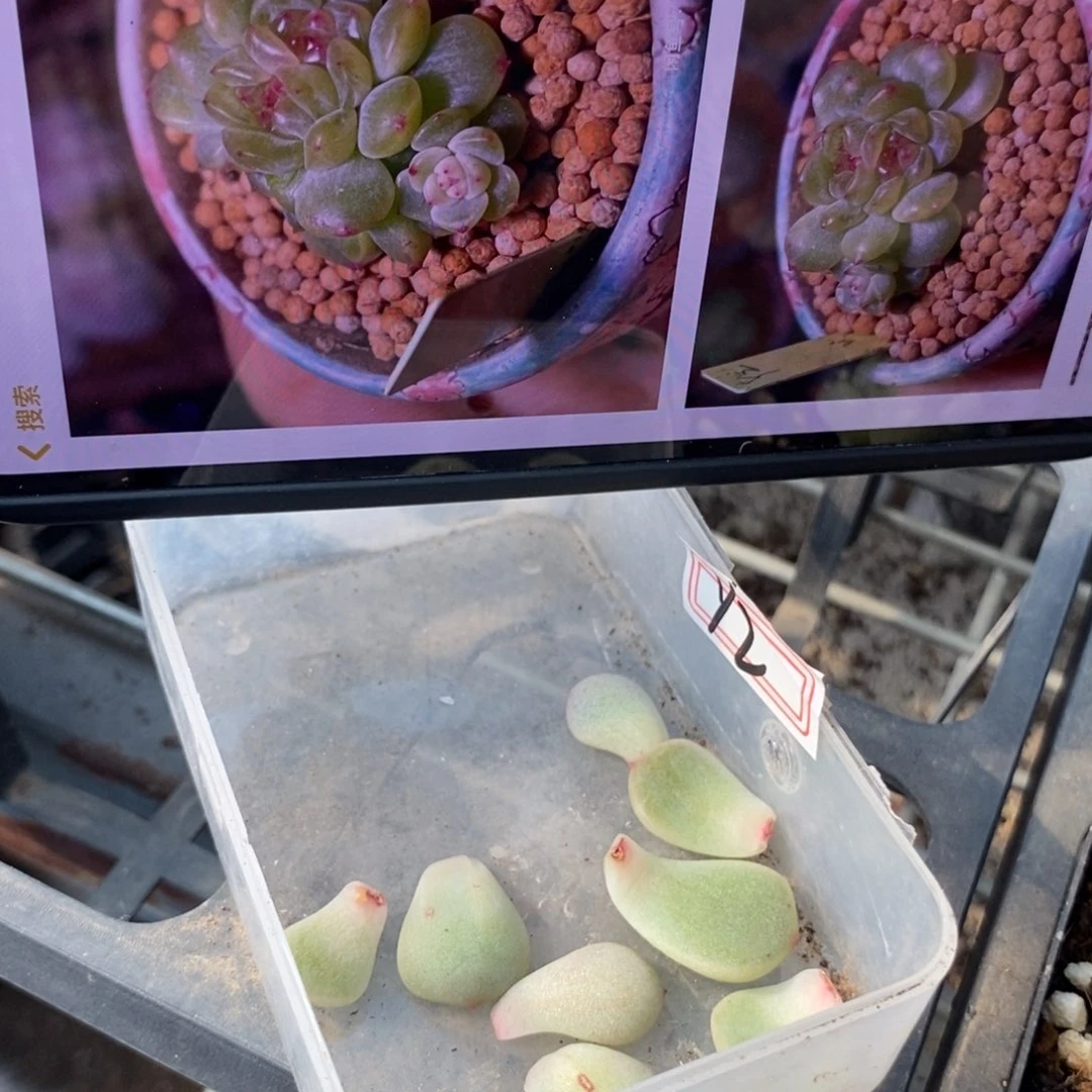 纯叶片甜心y2一片多肉叶子