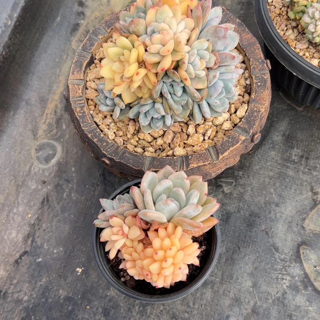 夏***凉孩儿姐的两个星影锦多肉植物