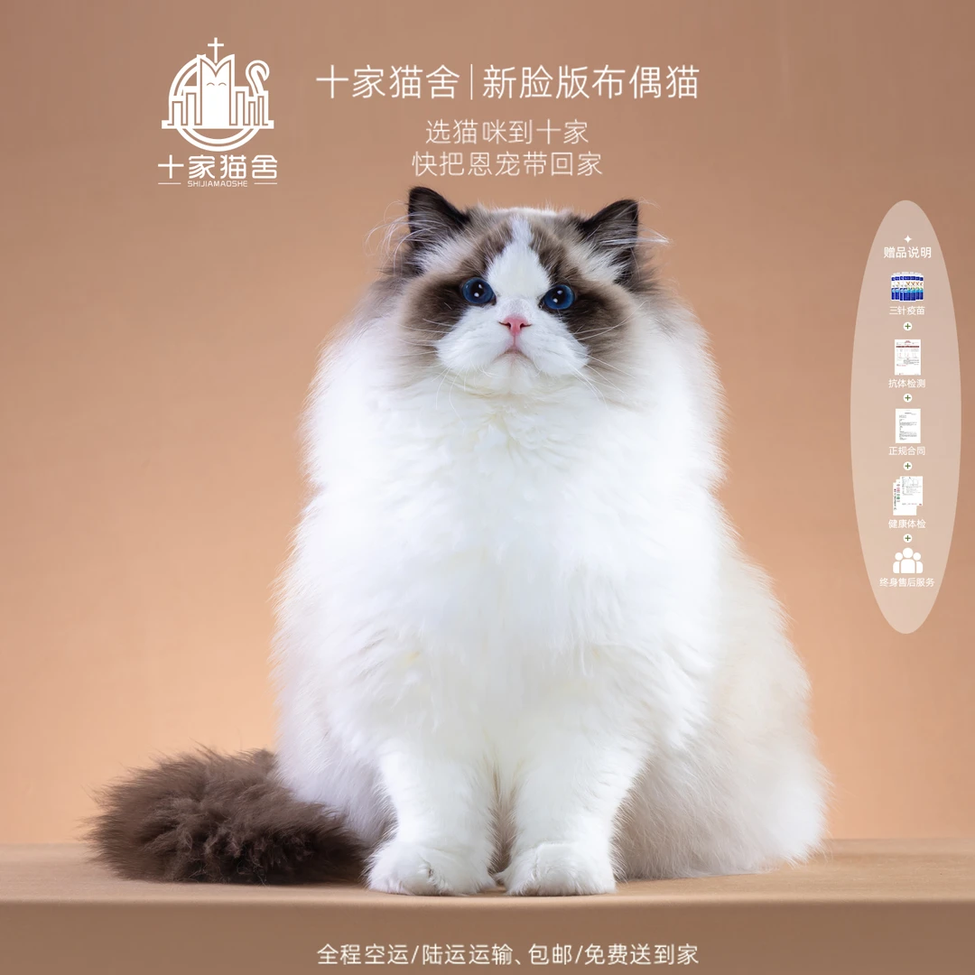 【十家猫舍】咕咚-弟弟 I新脸版布偶猫I猫咪活体