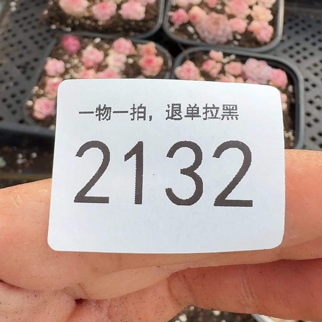 杂交新品珍妮多肉2132保温箱