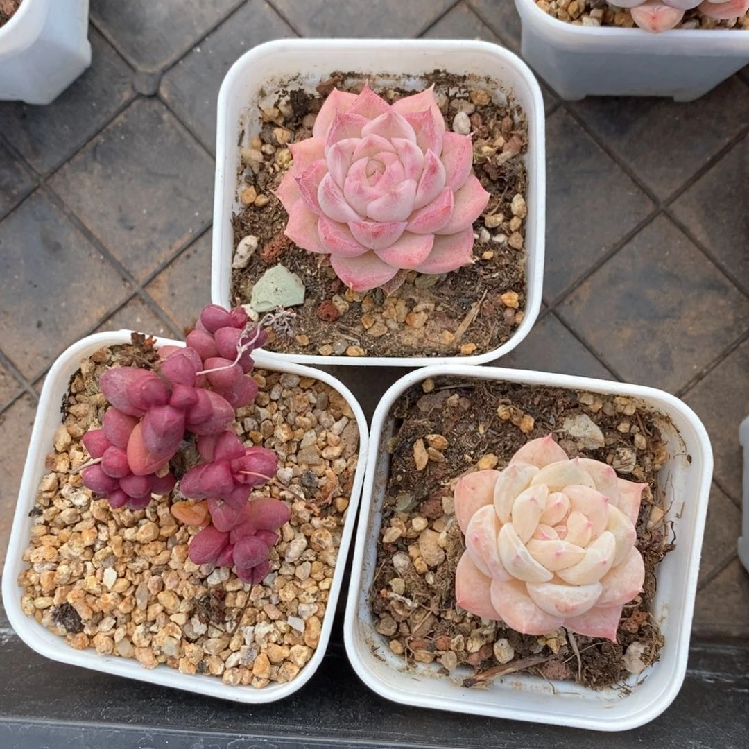 精品多肉一物一拍119