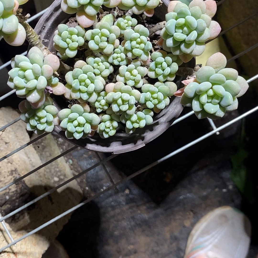 鱼子酱2盆多肉植物