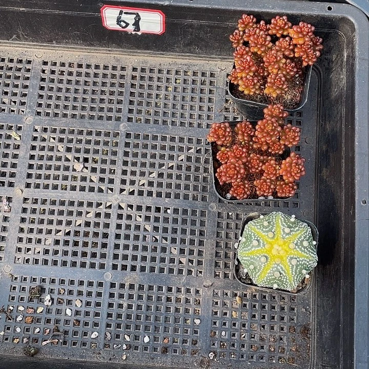 冰***心67号筐带盆土发货