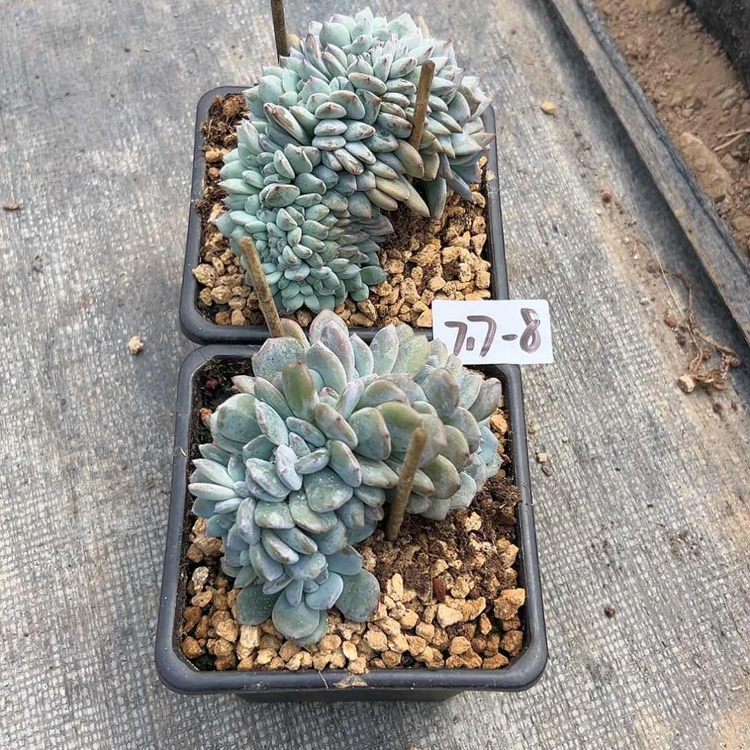 一***笑717-8橙子缀组合2颗多肉植物