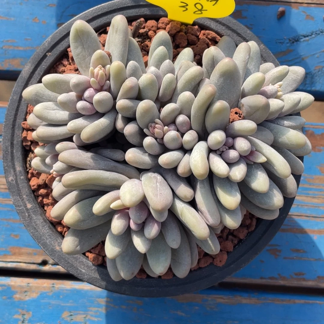 冰*汤圆群生无砍多肉38