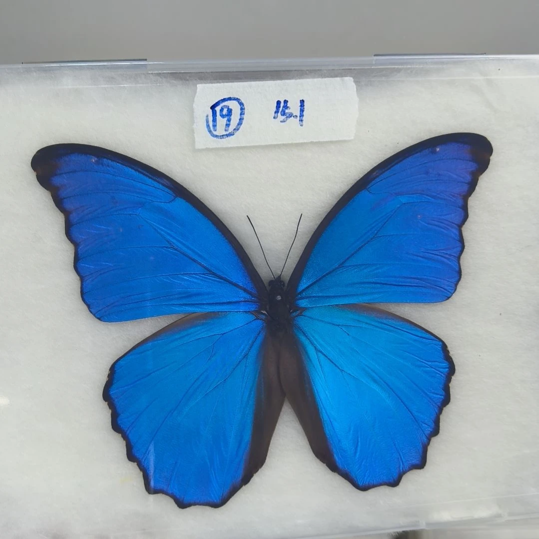真蝴蝶标本一物一拍19号