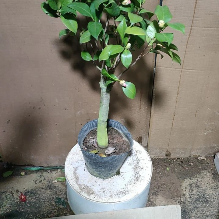 398西丽，原盆原土发货，不包邮