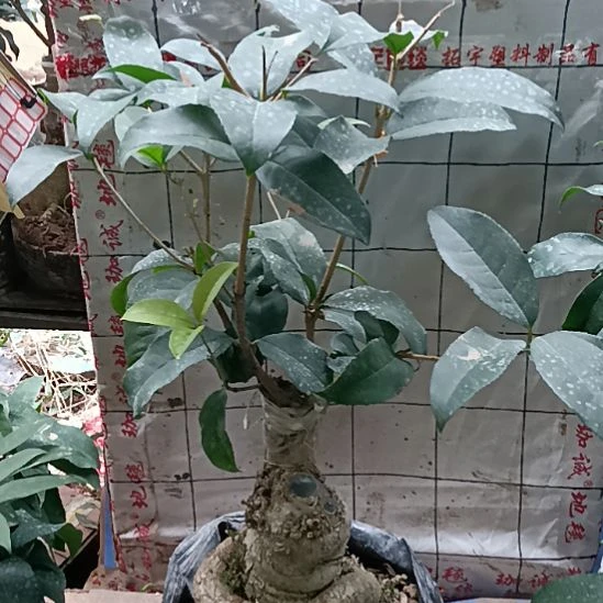 平***真完全开放四季红花天香台阁