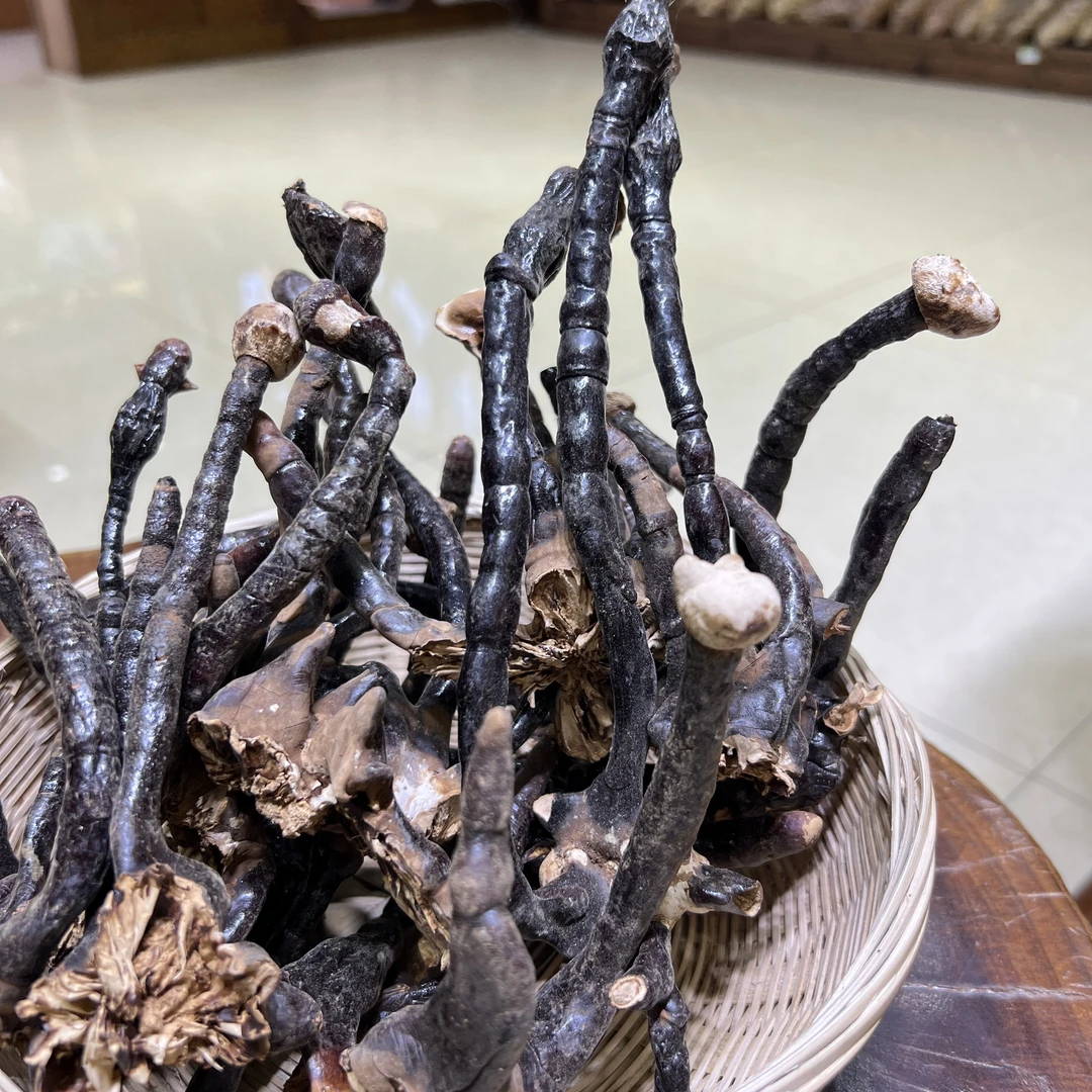 【极边印象】老君灵芝云南高山集市现收优质山货