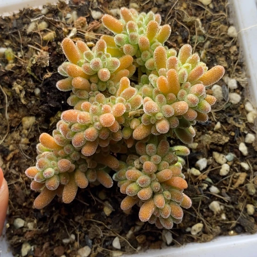 ?****?冰晶杂福袋A629新年快乐