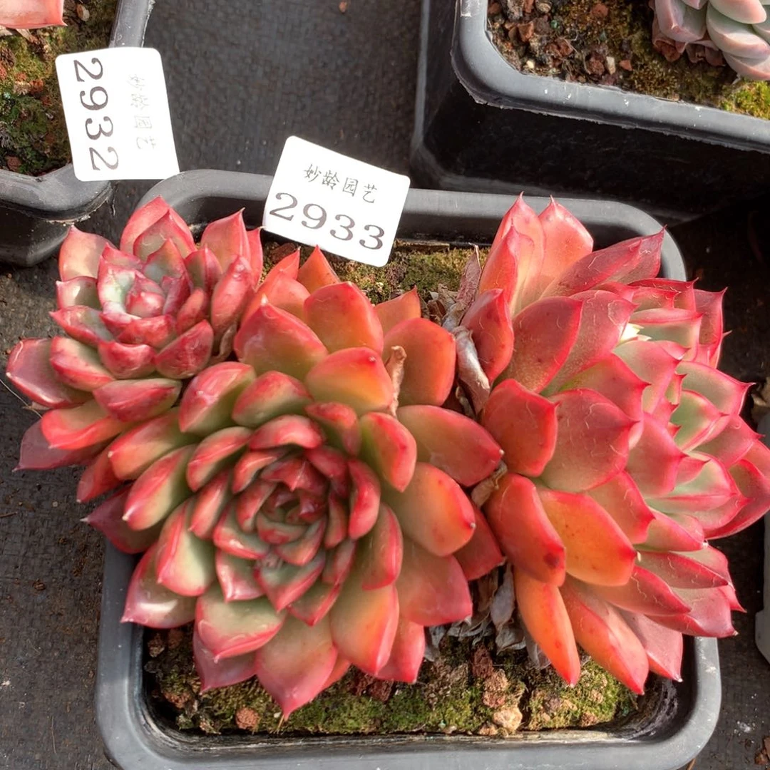 2933杂交多肉植物基地