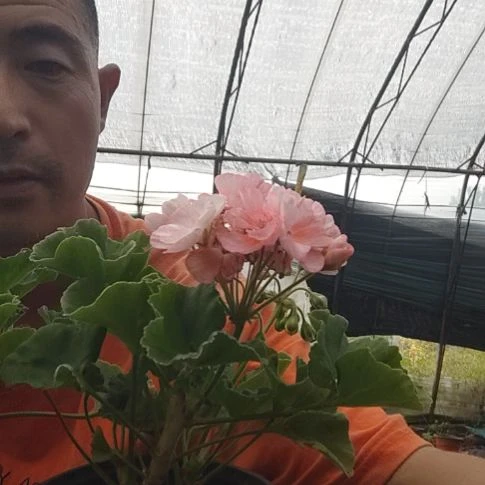 无花朵珍品威士忌4盆