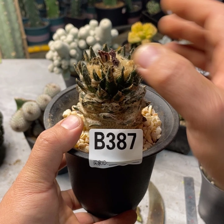 387一个仙人球龙舌兰