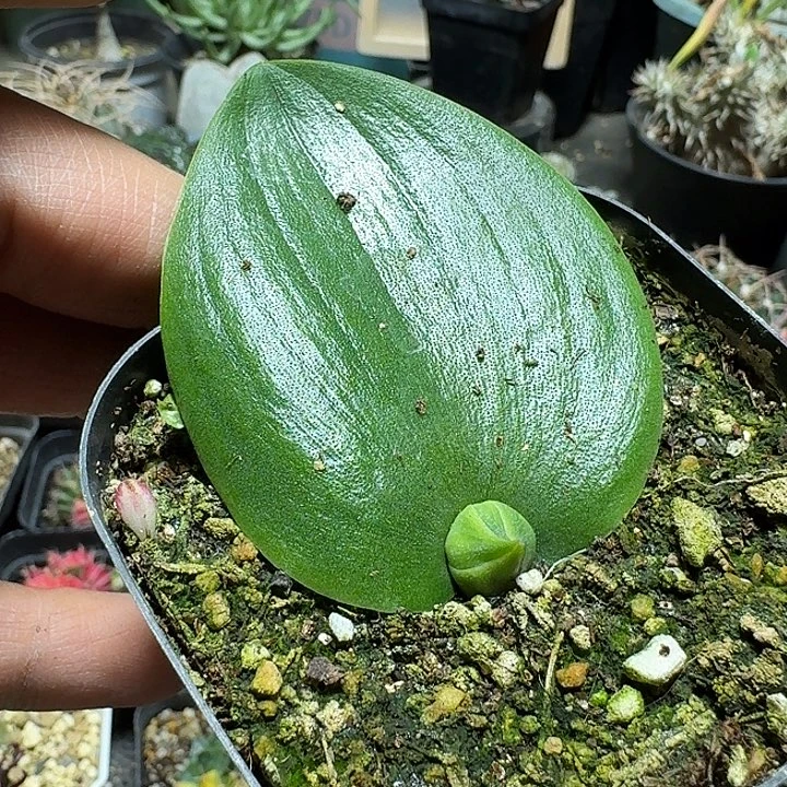 313玫瑰镜带盆发货