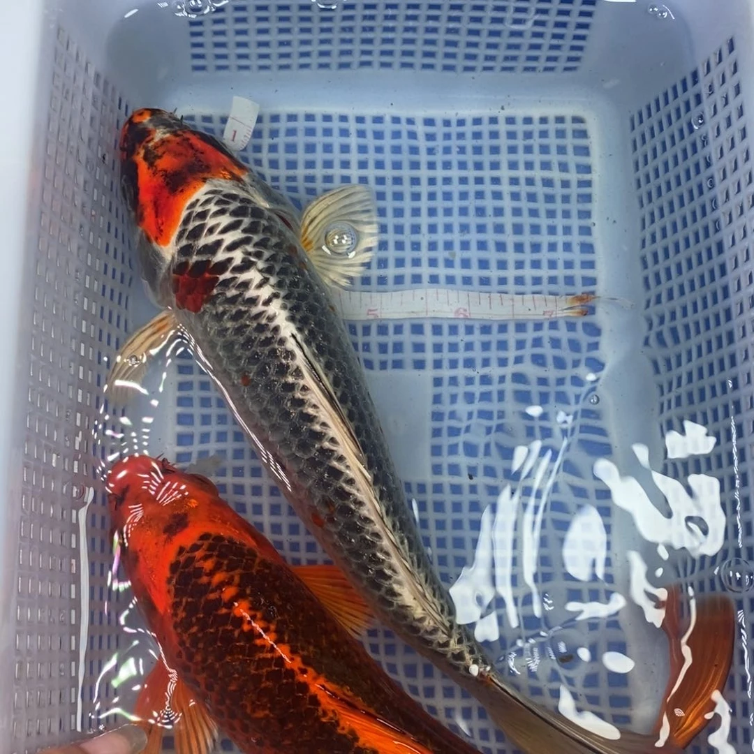 锦鲤冷水锦鲤包邮