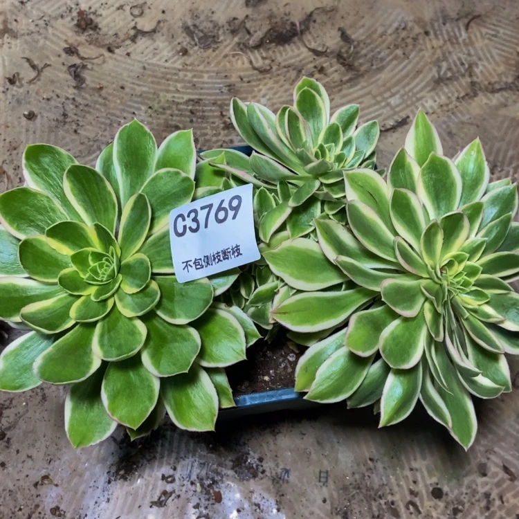 【闪购商品】3769青莲缀多肉