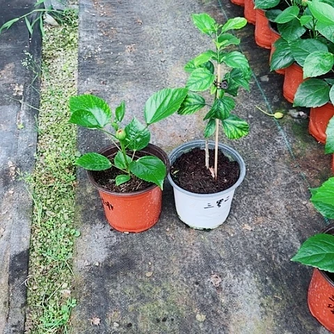 三***姐完全开放丹麦木槿花