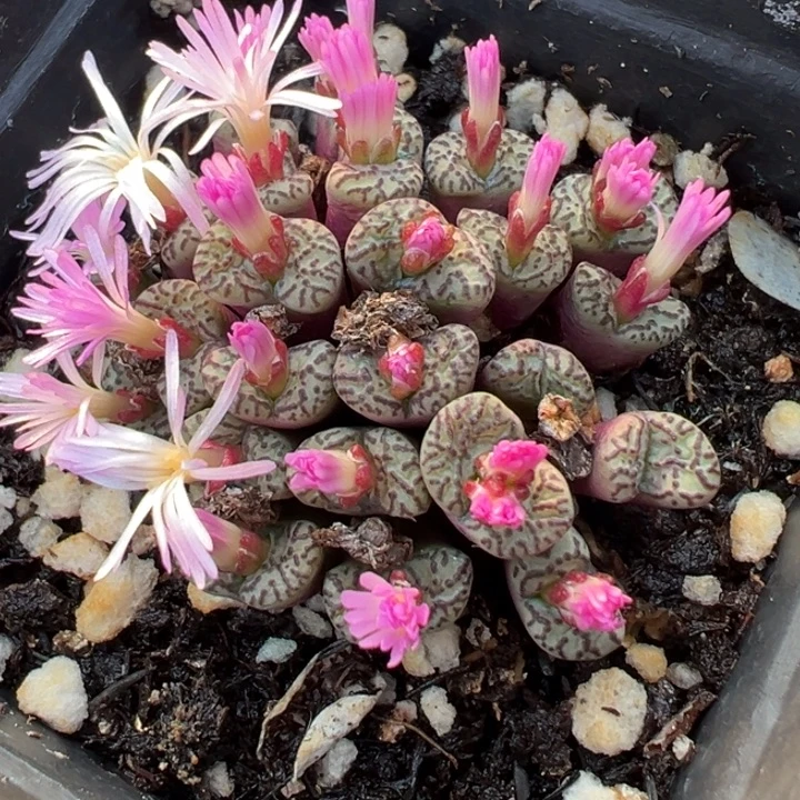 709高111111111111111