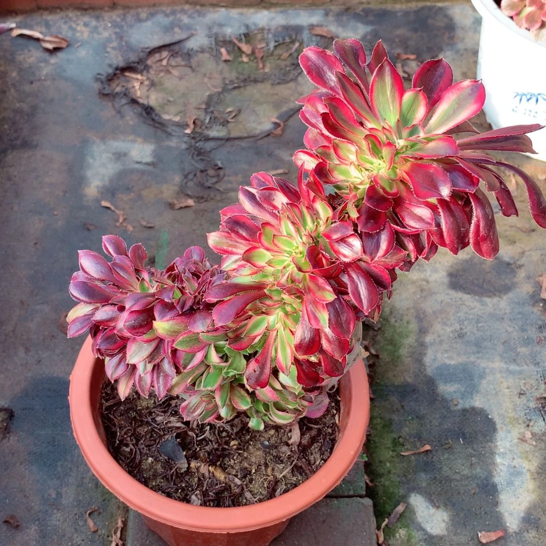 香奈儿缀，多肉植物