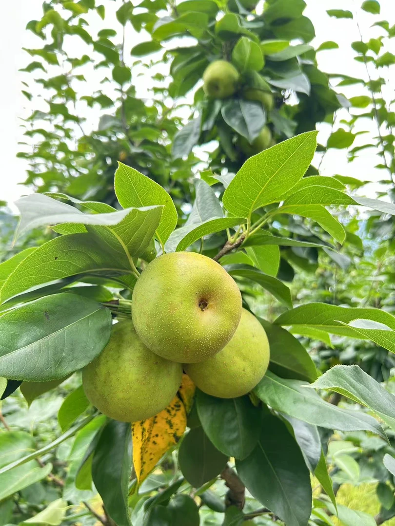 建宁脆冠梨夏季水果大果梨子自然成熟肉质清脆洁白口感细腻味美