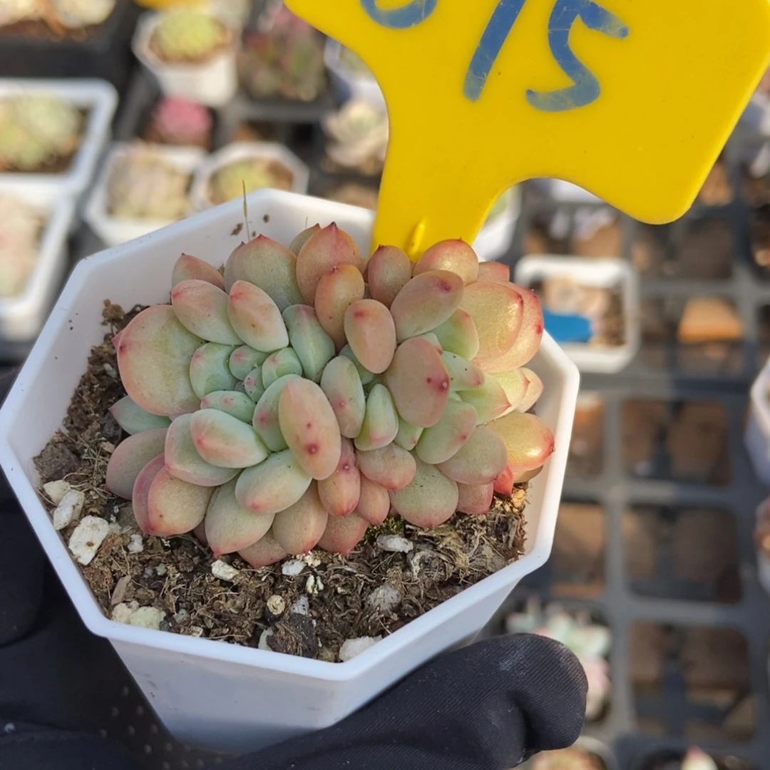 895爱丽儿多肉植物保护