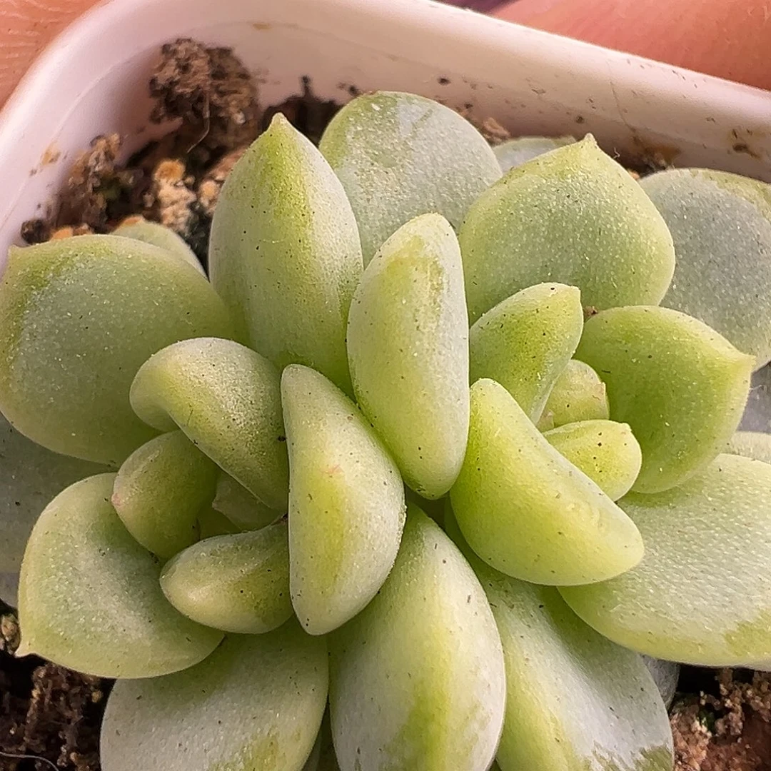 P89甜心。      双头