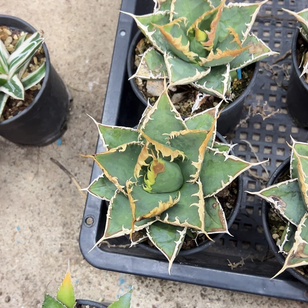 狼人状态仁王冠2颗植物