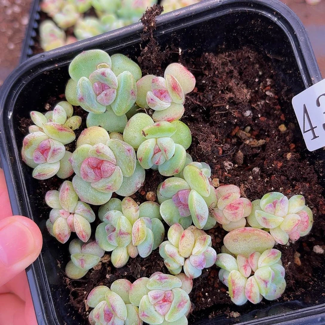 灵*多肉植物多肉植物437