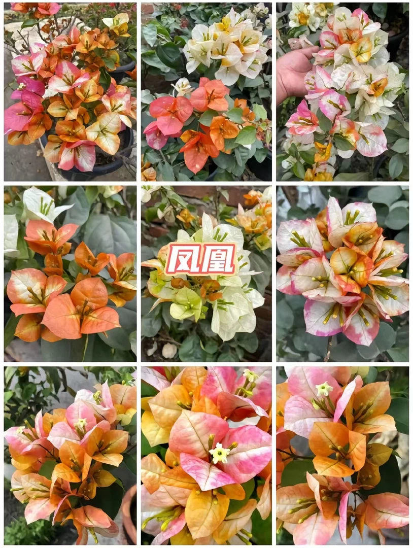 【凤凰】凤凰三角梅花带花带盆发货四季开花花卉绿植盆栽