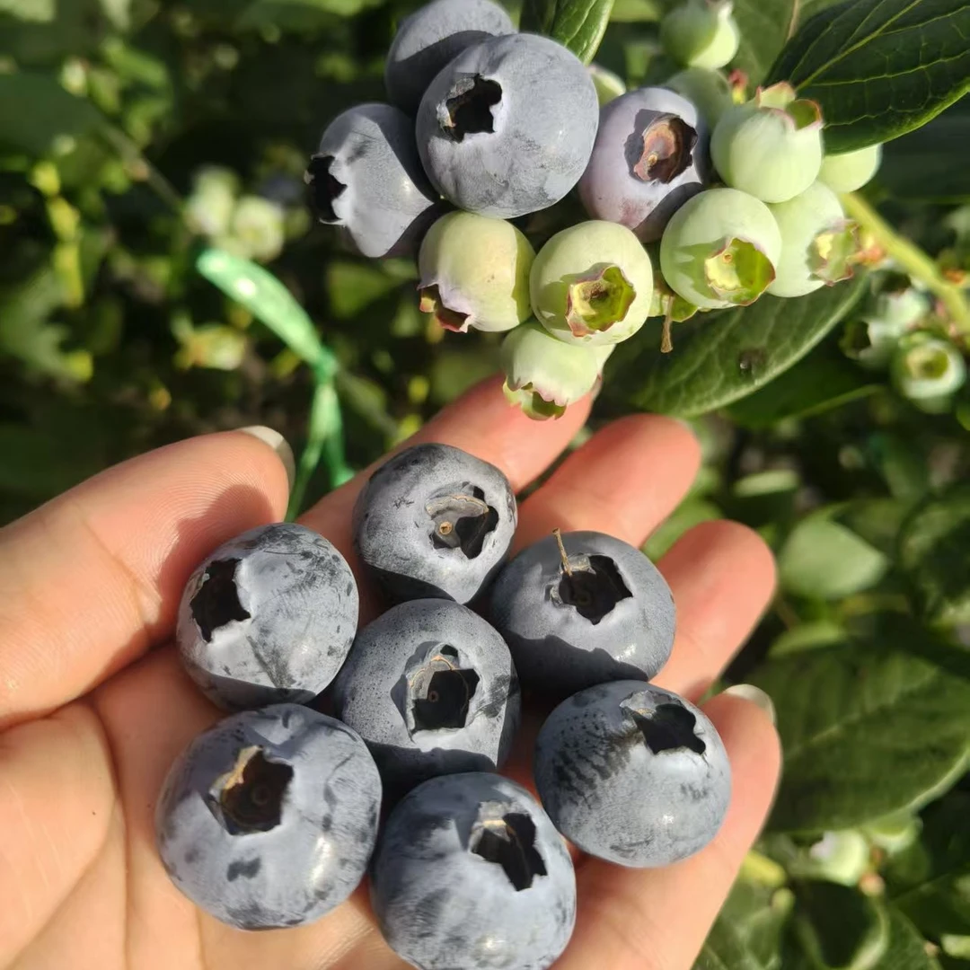 云南抚仙湖正宗L25品种花香蓝莓香脆甜爆浆，现摘现发顺丰空运包邮