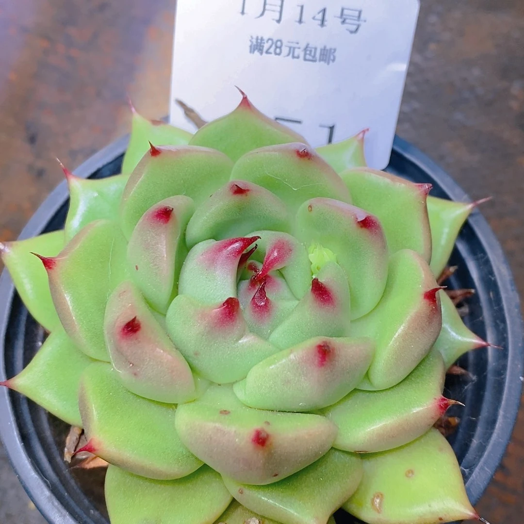 【闪购商品】云451号