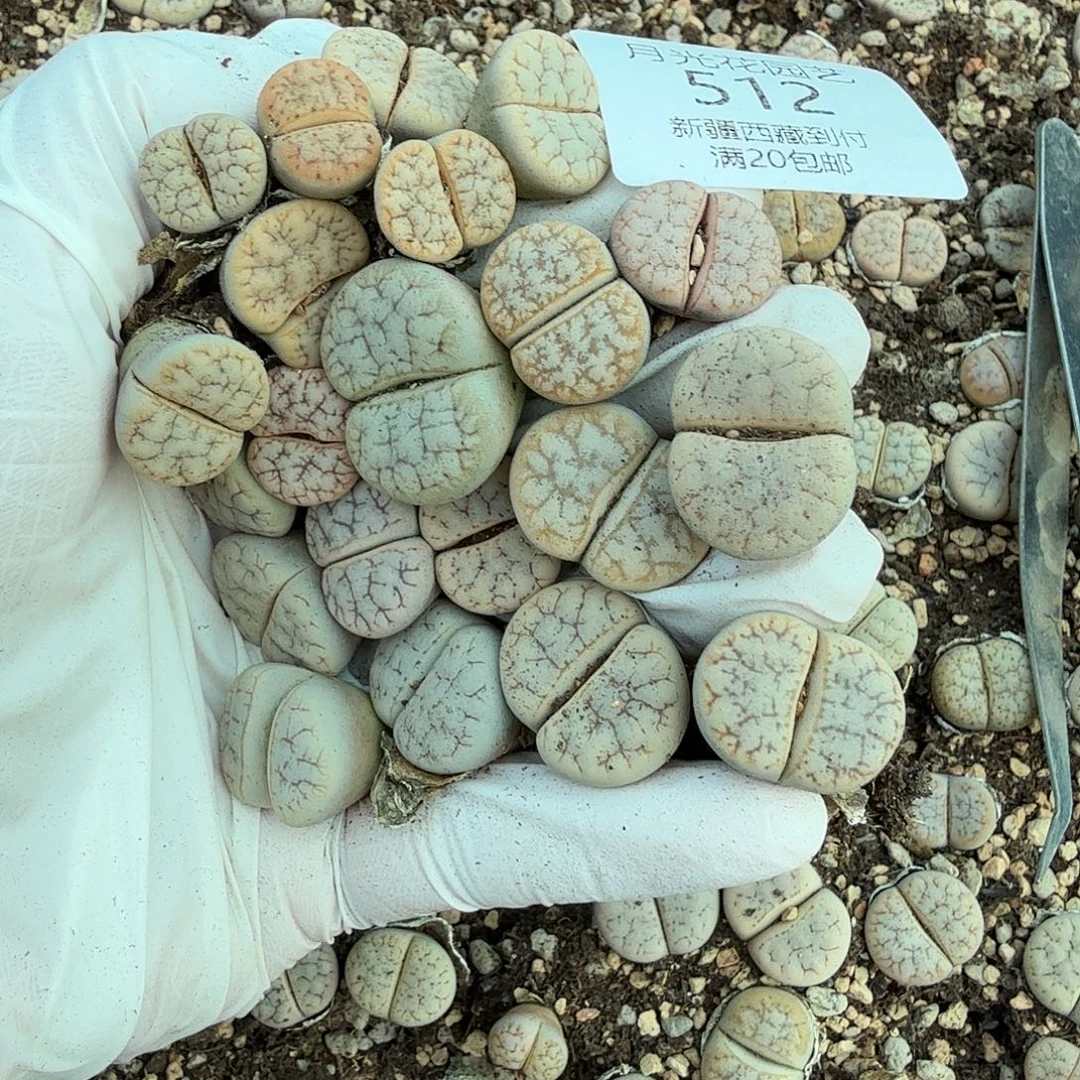 是因为他们没有勇气走上这个512你